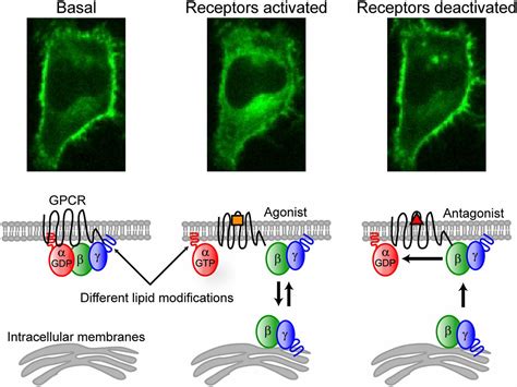 G Protein Signaling Leverages Subunit Dependent Membrane Affinity To