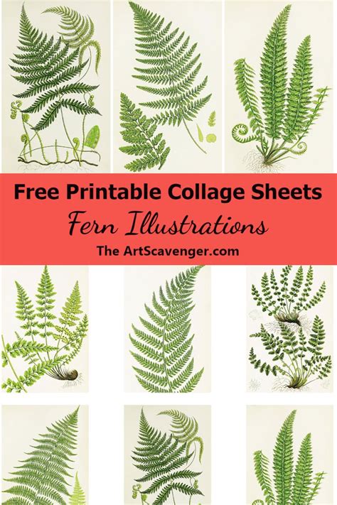 Free Fern Illustration Collage Sheet Printable The Art Scavenger