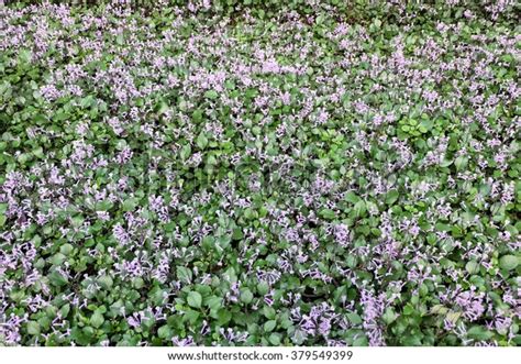 Plectranthus Mona Lavender Flowers Stock Photo 379549399 | Shutterstock