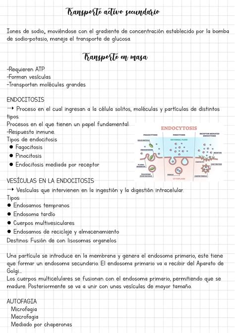 Transporte Activo Secundario Transp Te Activo Secundario Iones De