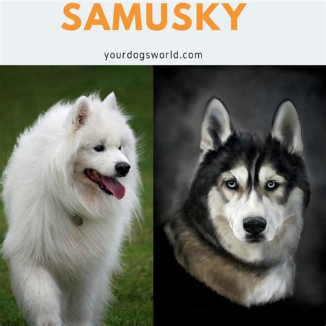 Samoyed Husky Mix | Samusky ( Ultimate Guide)