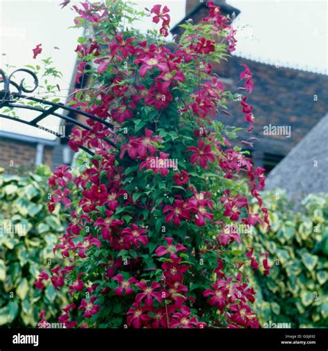 Clematis Viticella Madame Julia Correvon Fotos E Imágenes De Stock Alamy