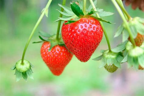 Fresa Propiedades Y Beneficios De Esta Fruta Fruta Pasión