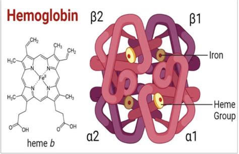 Hemoglobin, Oxygen Transport and Oxygen Sensing, Reactive Oxygen ...