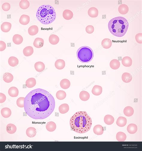 Type White Blood Cell Basophil Eosinophi 库存插图 1661682505 Shutterstock