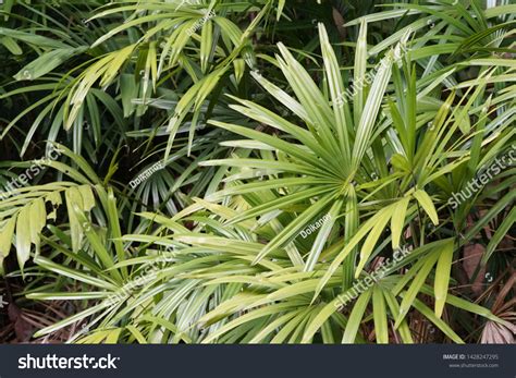 Rhapis Excelsa Known Broadleaf Lady Palm Stock Photo