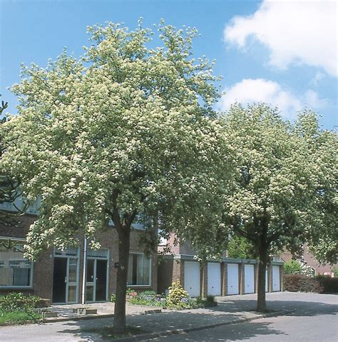 Sorbus aria 'Magnifica' | Sorbus aria 'Magnifica' - Van den Berk Nurseries