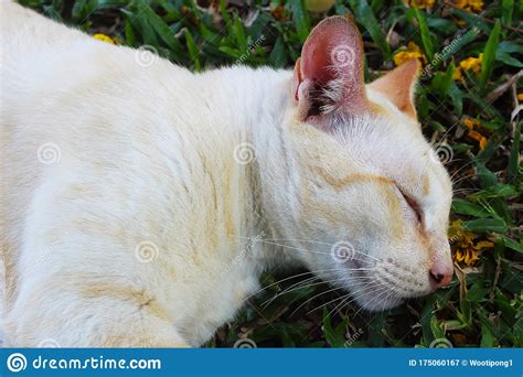 A Cute Light Brown Cat Resting On The Grass Stock Image Image Of Beautiful Garden 175060167