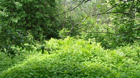 La Puissance De La V G Tation Les Quatre Saisons