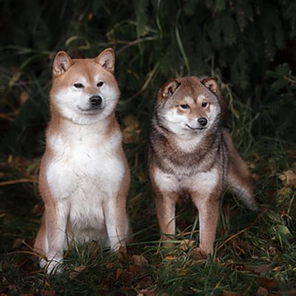 Shiba Inu History And Origins My First Shiba Inu