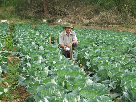 Tren Gaya 37+ Gambar Petani Di Kebun