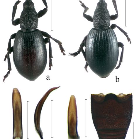 Synapion Lyubechanskii Sp Nov Khakassia A Holotype Male Habitus