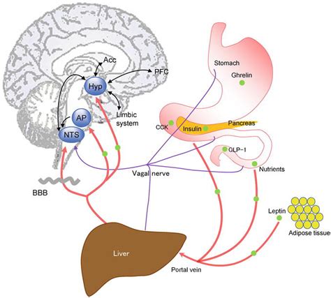 Neural Mechanisms Of Feeding Behavior And Its Disorders IntechOpen