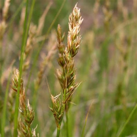 How To Grow Use And Care For Western Sedge Grass Carex Occidentalis Agric4profits