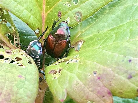 What are these beetles that have been destroying my garden? : r