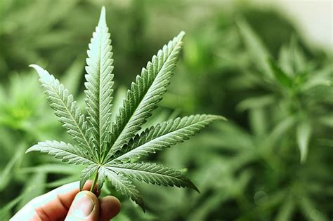 STJ Autoriza Cultivo De Cannabis Para Fins Medicinais