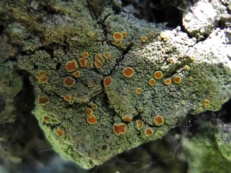 Genus Lacrima · iNaturalist