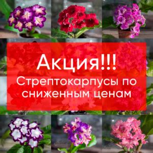 Купить Стрептокарпусы с доставкой почтой по России - Цветы26 ...