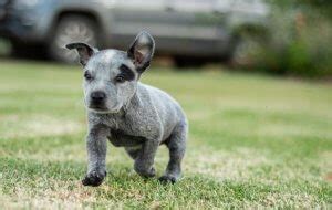 Mini Blue Heeler Breed Guide, Size, Price, Puppies & More - Marvelous Dogs