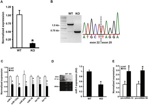 Aging Of Skeletal Muscle Specific Dicer Knockout Mouse Mice Were