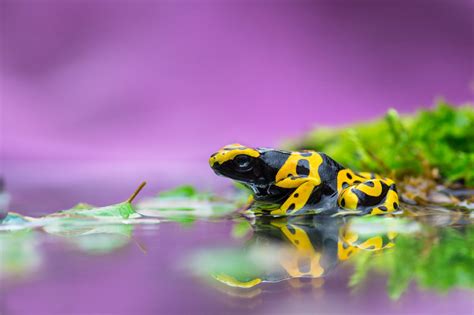 Poison Dart Frog Desktop Widescreen Wallpaper 75540 Baltana