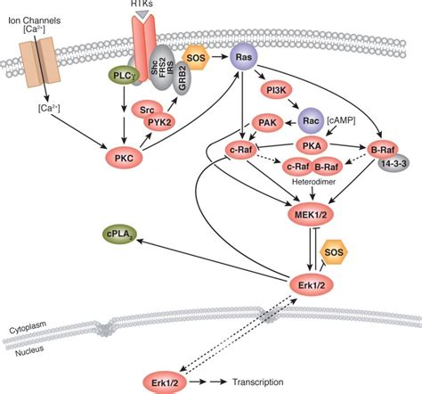 The MAPK Pathway Model Representing The MAPK Pathway Which Starts