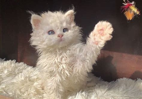 A Fluffy White Cat Sitting On Top Of A Bed Next To A Toy Mouse And