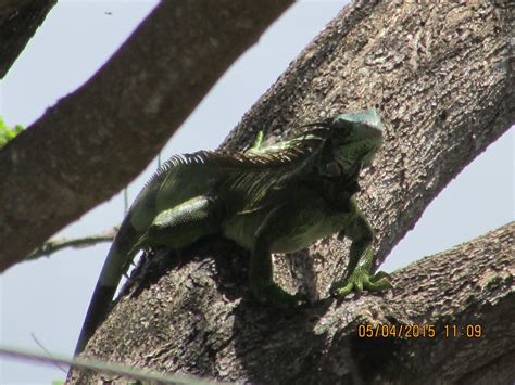 Harris Jungle Tours