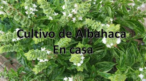 Cultivo De Albahaca En Casa Ocimum Basilicum Youtube