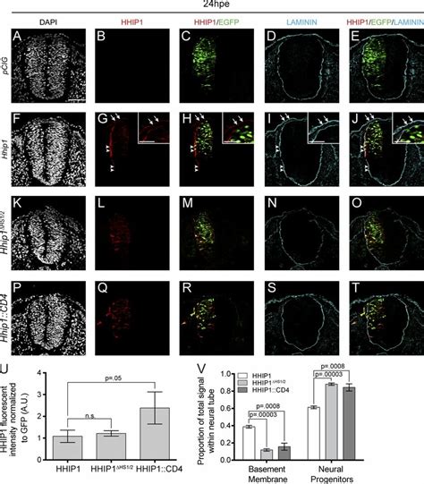 Hs Binding Is Required To Localize Hhip To The Neuroepithelial Bm