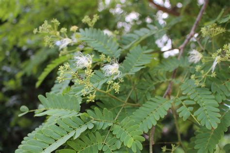 Flora Of Sri Lanka