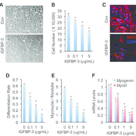 IGFBP 3 Impairs C2C12 Myoblast Proliferation And C2C12 Myotube