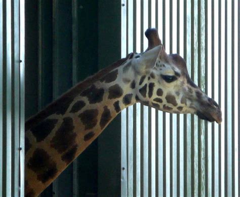 Giraffe Peep Yoda Rothschilds Giraffe Paignton Zoo Dev Glamhag