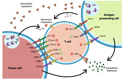 Immune Checkpoint Expression And Main Interactions On Cell Types Which