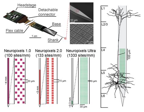 Nick Steinmetz Introducing Neuropixels Ultra A New Probe With