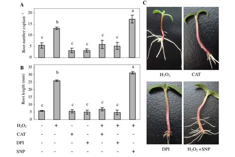 Effects Of H O Cat Dpi And H O Plus No Donor Snp On The