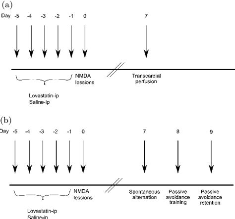 Figure 6 1 From Lovastatin Mediates In Vivo Neuroprotection Via PKB