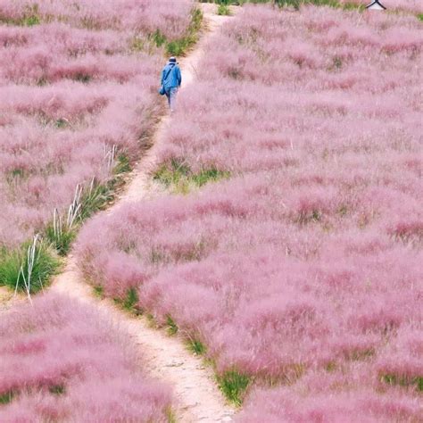 【乐行族│非周末登山】10月13日，粉黛乱子草花开季，徒步月宫山古道，邂逅粉色花海，打卡高山茶园（季节限定） 活动 乐行族 花海