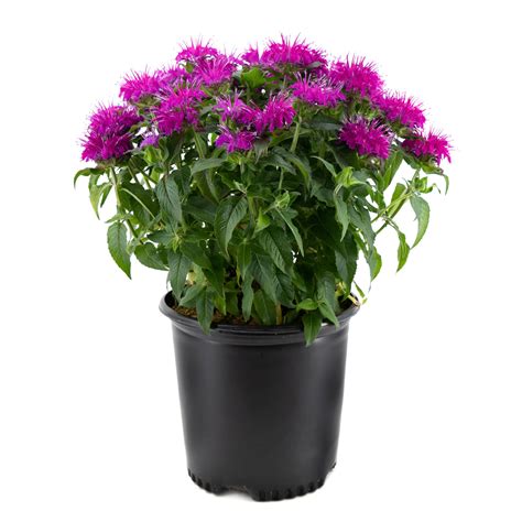 Monarda 2 Gal Glow Gardens Alberta