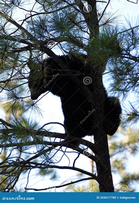 Black Bear In A Tree II Stock Photo Image Of Wilderness 204317780