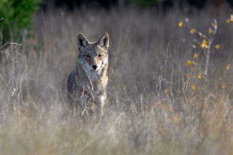 3,560 Coyote Looking Images, Stock Photos, 3D objects, & Vectors ...