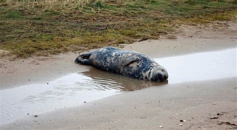 Premium Photo | Grey seals on the beach during the breeding season