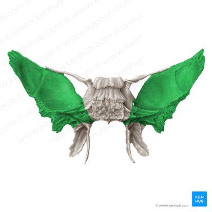 Sphenoid bone: Anatomy, function and development | Kenhub