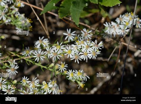 Heath Aster Symphyotrichum Ericoides Stock Photo Alamy