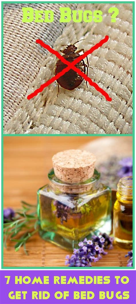 7homeremediestocombatbedbugs Remedies Home Remedies Bed Bugs