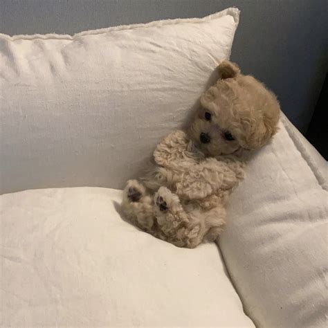 14 Amazing Pictures Of Toy Poodles That Are Just Too Cute Artofit