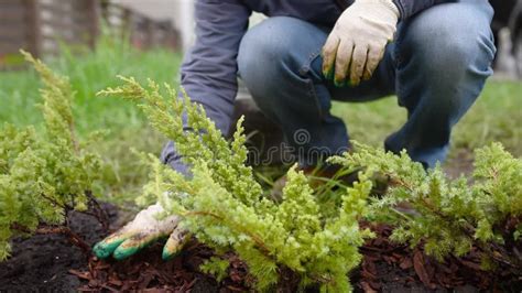 Gardener Mulching With Pine Bark Juniper Plants In The Yard Seasonal