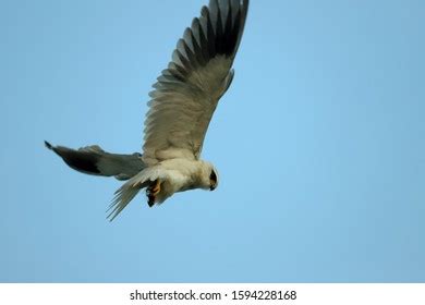 Black Shouldered Kite Flying Stock Photo 1594228168 | Shutterstock