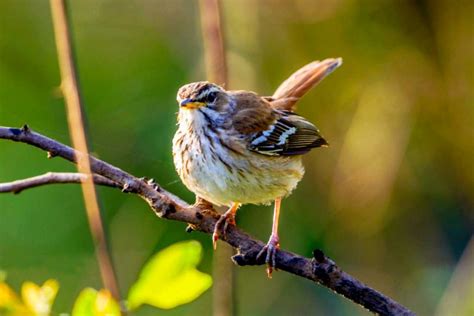 4 Days Birding Rwanda Safari Africa Green Travelers