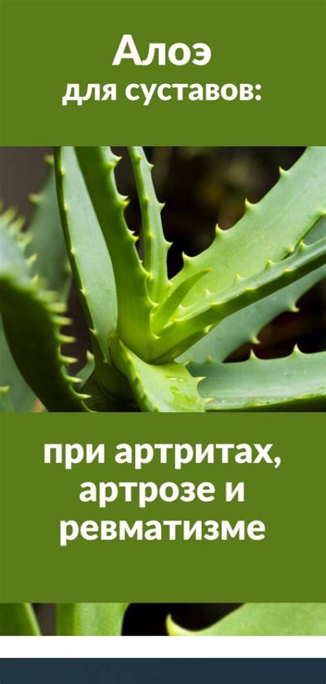 Алоэ для суставов: при артритах, артрозе и ревматизме | Алоэ, Артрит ...